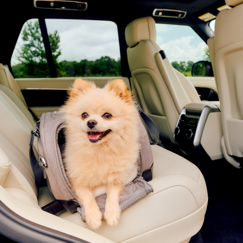 Dupree II 雙提帶寵物汽座